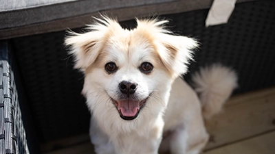 Foto van een hond, premium