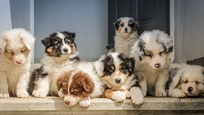 Foto van een hond, sponsor